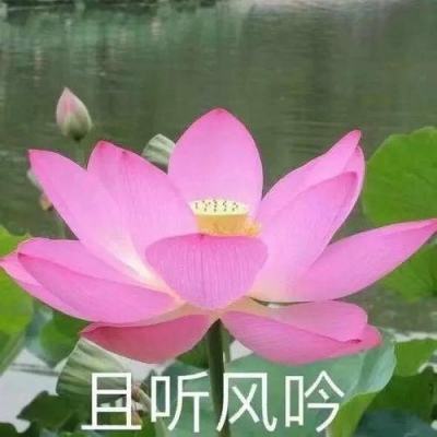 《繁花》秦雯获得白玉兰奖最佳改编编剧奖